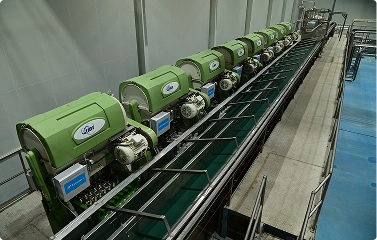 Citrus Products Use